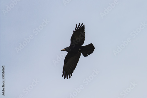 Rook  Corvus frugilegus 