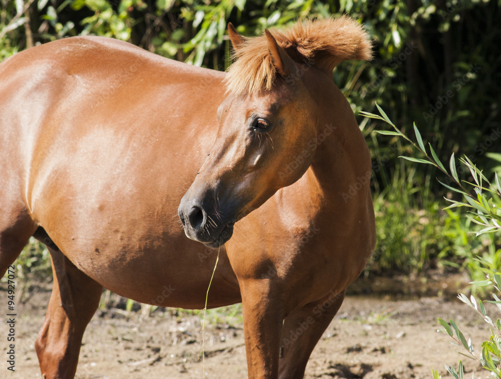 Brown horse