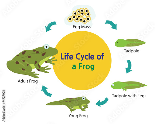 This picture shows the life cycle of a frog from an egg to a frog. 