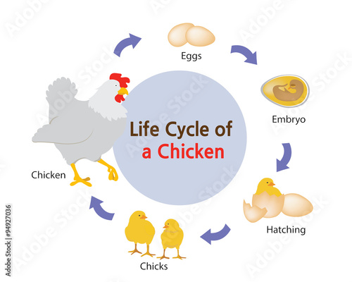 This picture shows the life cycle of a chicken from an egg to a chicken.