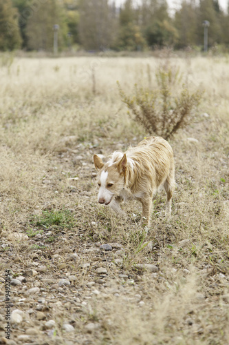 Dog walking field