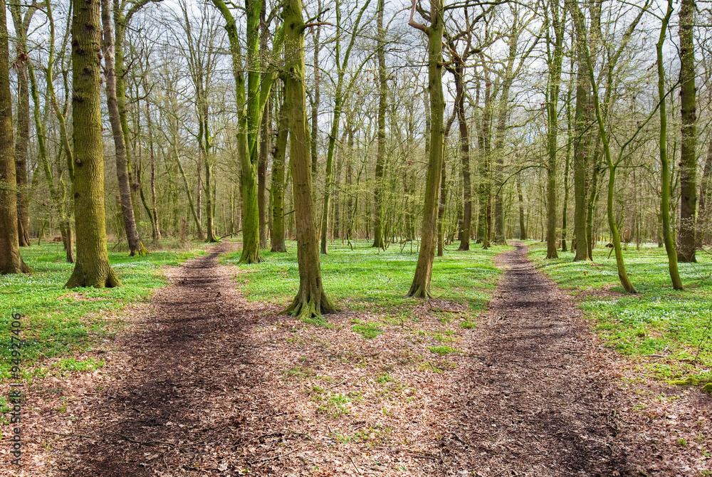 Fototapeta premium two paths