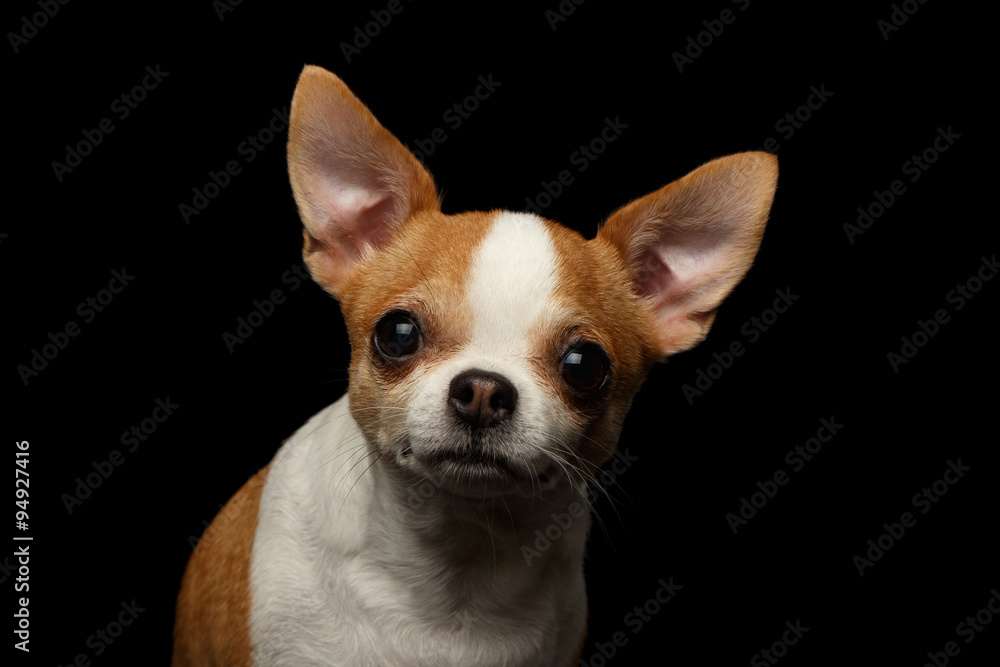 Closeup Portrait of Chihuahua Dog on black