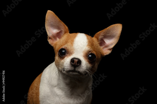 Closeup Portrait of Chihuahua Dog on black © seregraff