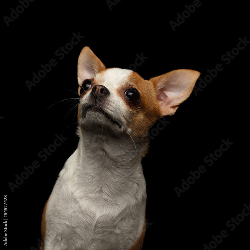 Closeup Portrait of Chihuahua Dog on black © seregraff