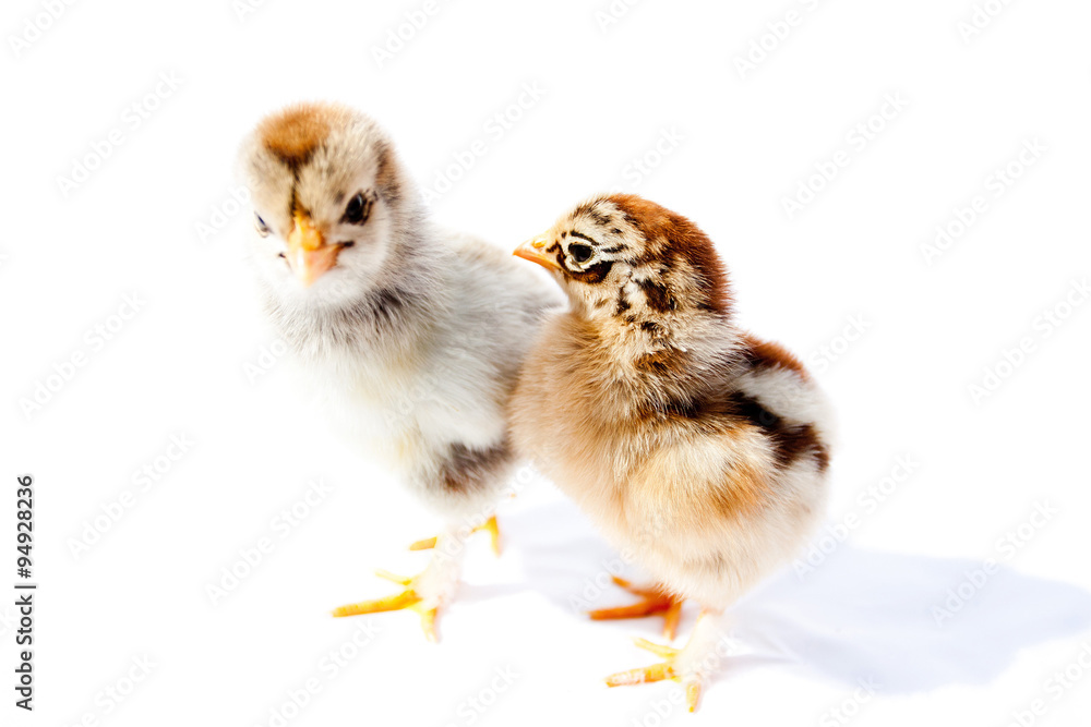 Fototapeta premium Little fluffy chickens