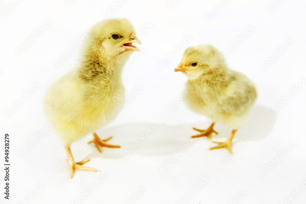 Little fluffy chickens Little fluffy chickens