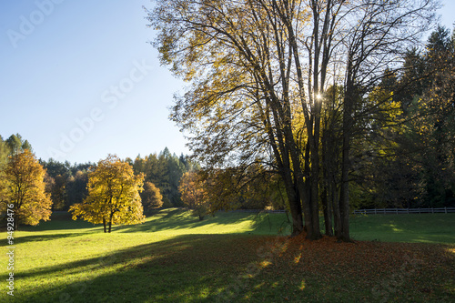 Sole nel bosco autunnale