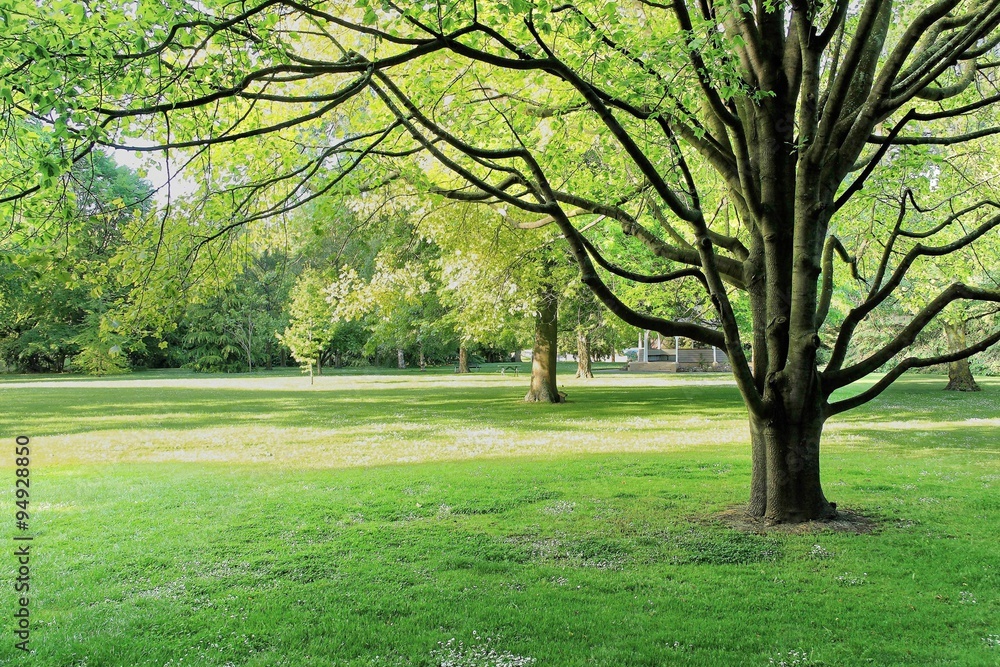 Lush green tree in city park, Invercargill, New Zea Lush green tree in city park, Invercargill, New Zea