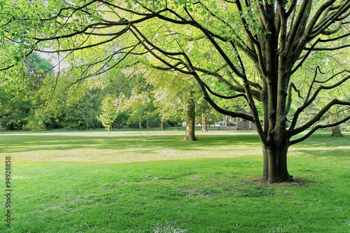 Lush green tree in city park, Invercargill, New Zea