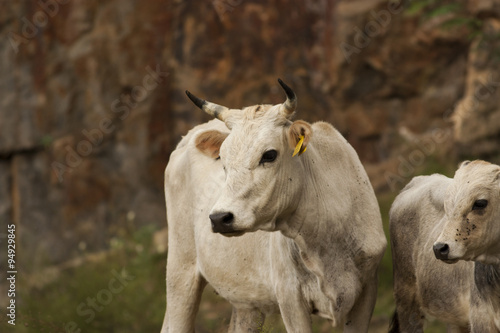 Mom Cow with his young