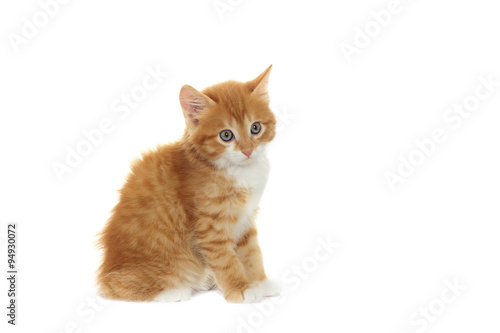 Fototapeta Naklejka Na Ścianę i Meble -  kitten looking