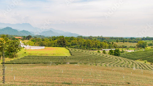 Choui Fong Tea farm, Chiang Rai Thailand