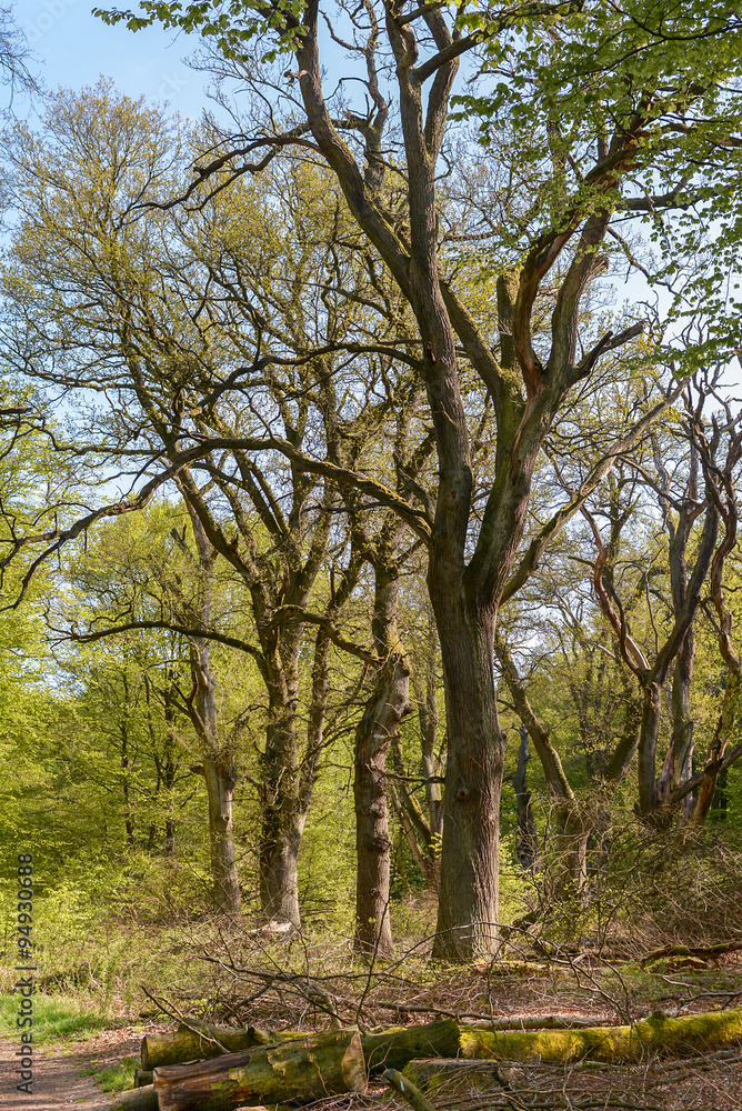 Old tree