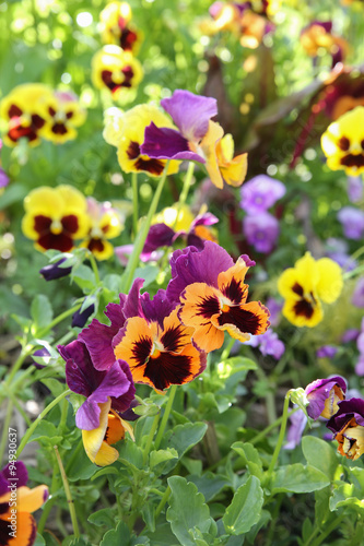 Mixed organic colorful pansy viola flowers in garden  selective focus