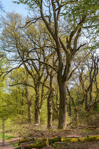 Old tree