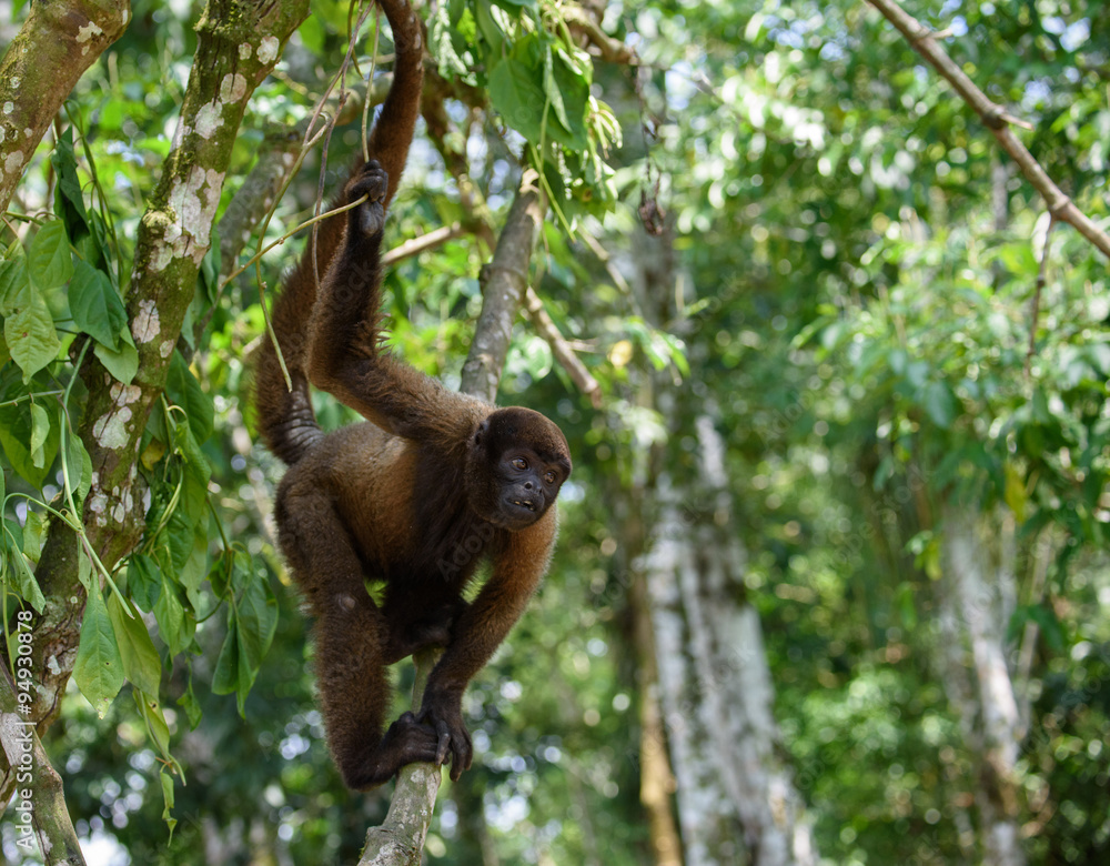 Fototapeta premium Wooley Monkey