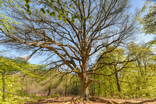 Old tree