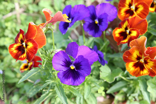 Mixed organic colorful pansy viola flowers in garden  selective focus