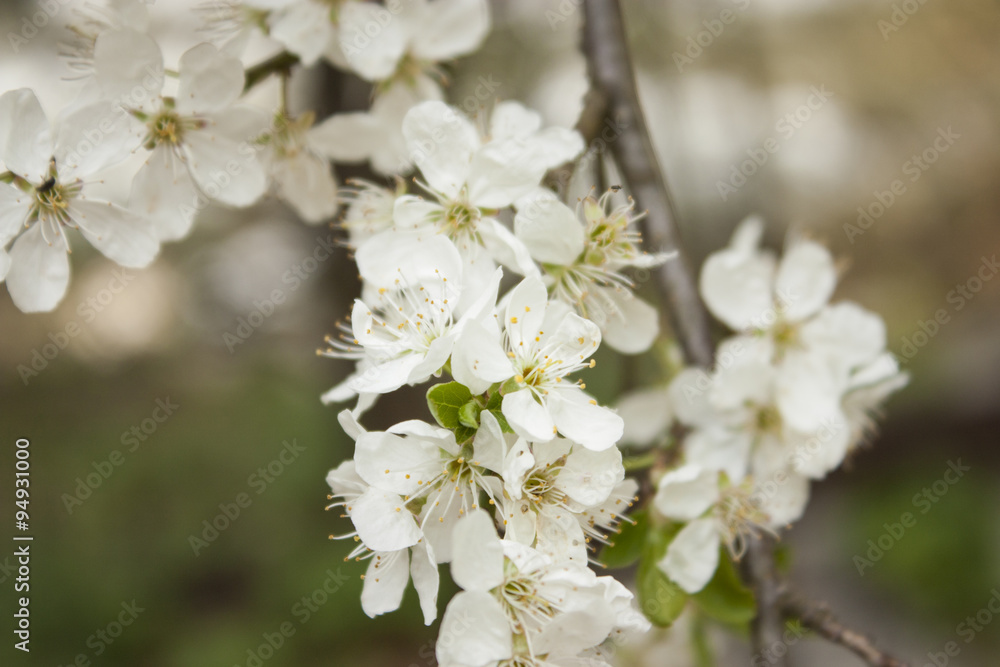 Morello blossoms