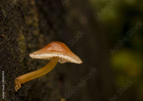 Little mushroom grow on tree stump