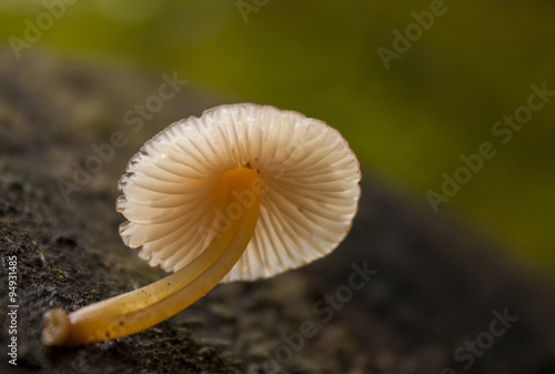 Little mushroom grow on tree stump