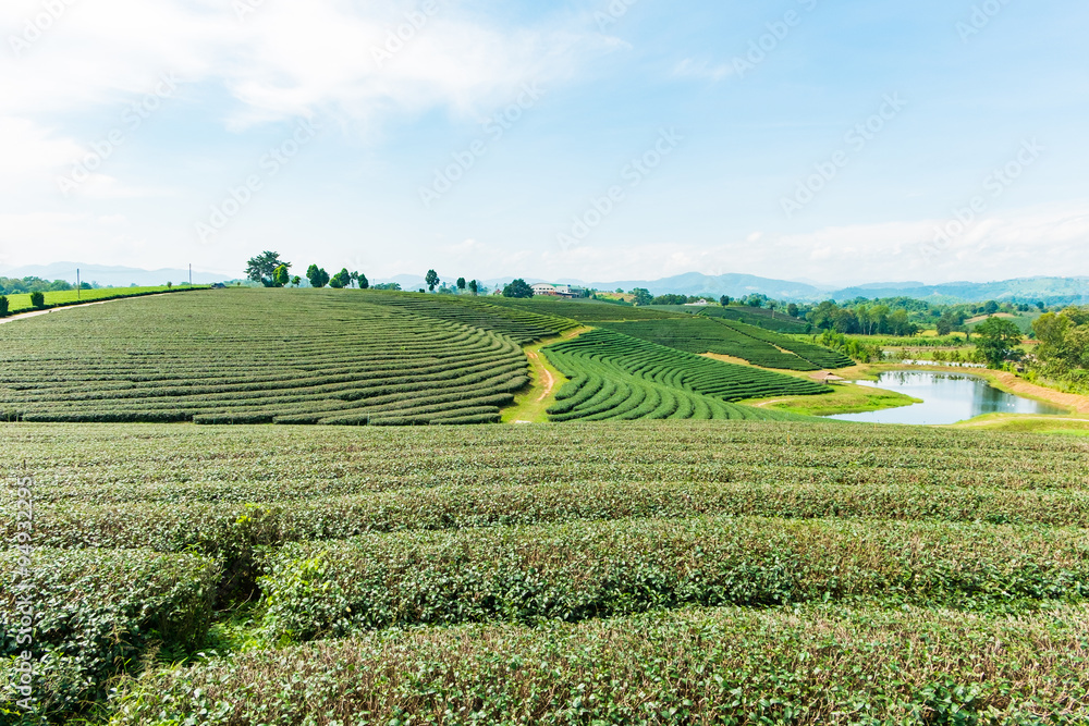 Choui Fong Tea farm, Chiang Rai Thailand