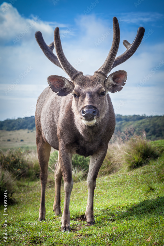 Naklejka premium Sri Lankan sambar deer male