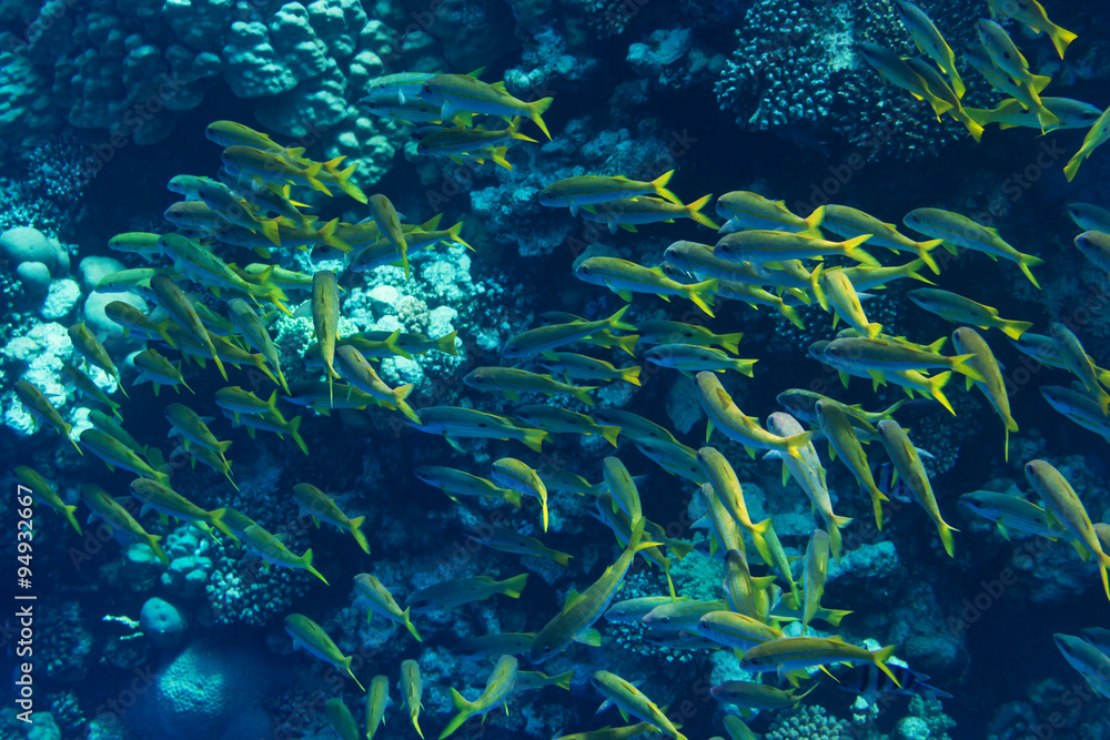 Tropischer Fischschwarm vor Korallenriff Tropischer Fischschwarm vor Korallenriff