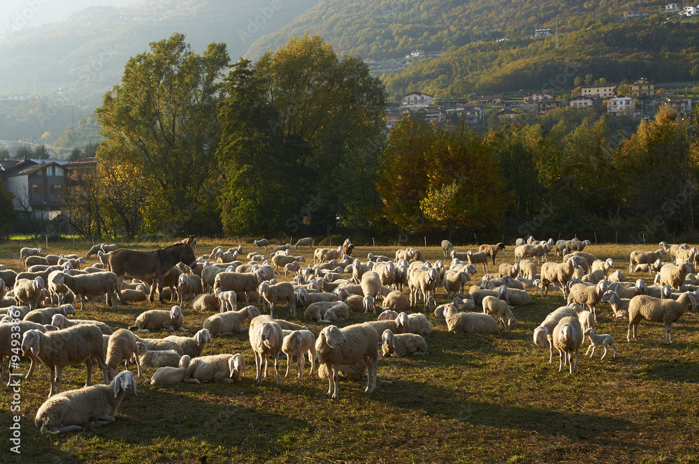 Obraz premium pecore