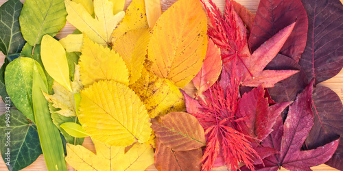 Rainbow of colorful autumnal leaves, fall foliage, autumn and Thankgiving panorama header photo