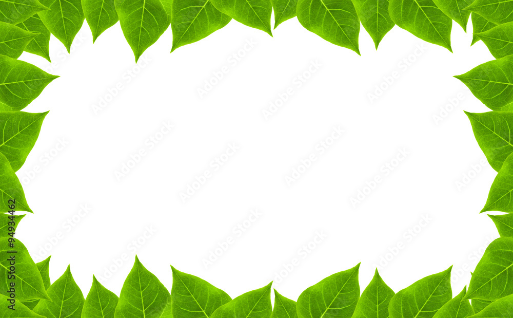 Fototapeta premium green leaves frame