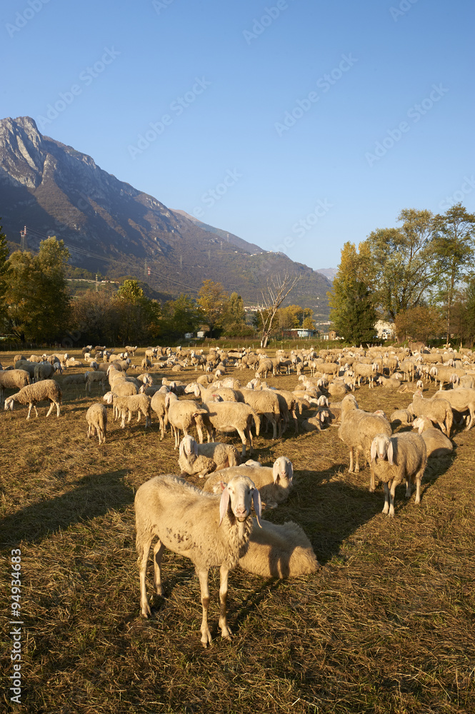 Obraz premium pecore