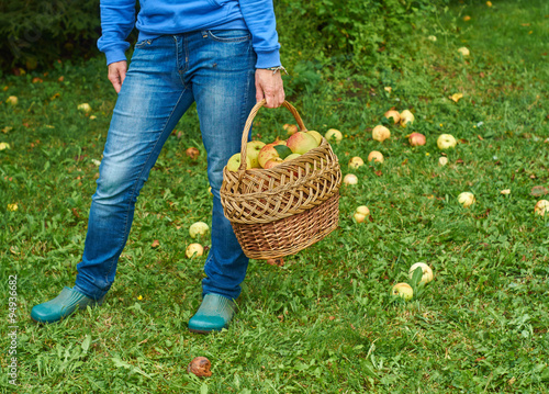 Woman holding a basket full of fresh apples © Georgy Dzyura