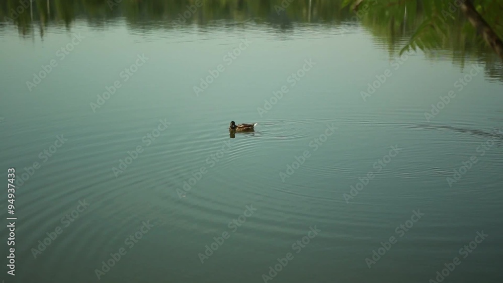 One little duck floats on the Great Lakes One little duck floats on the Great Lakes