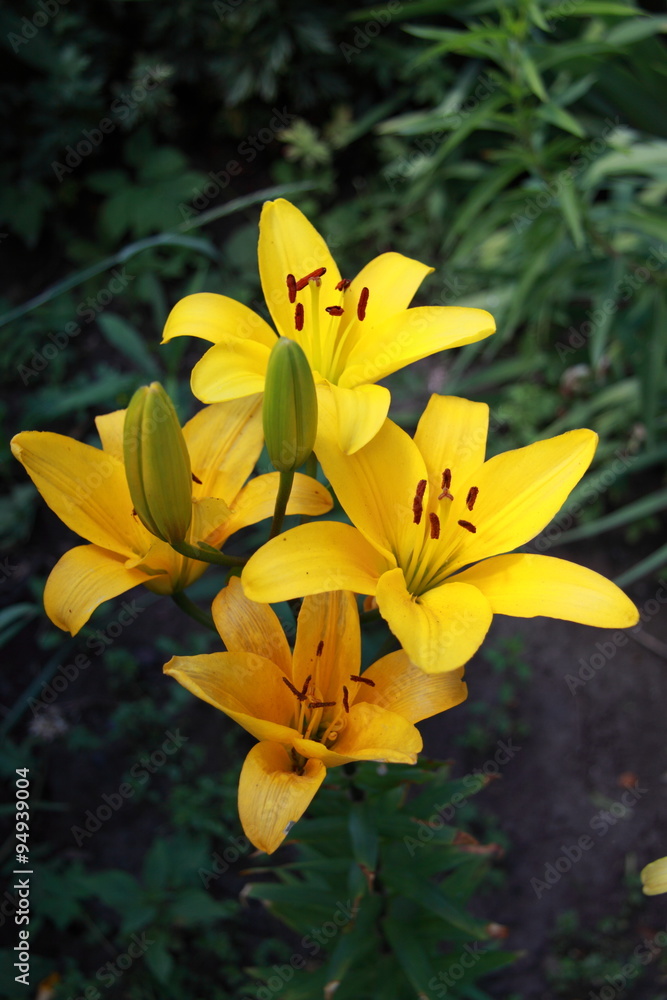 Obraz premium Yellow lilly flower