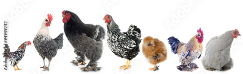group of  chicken