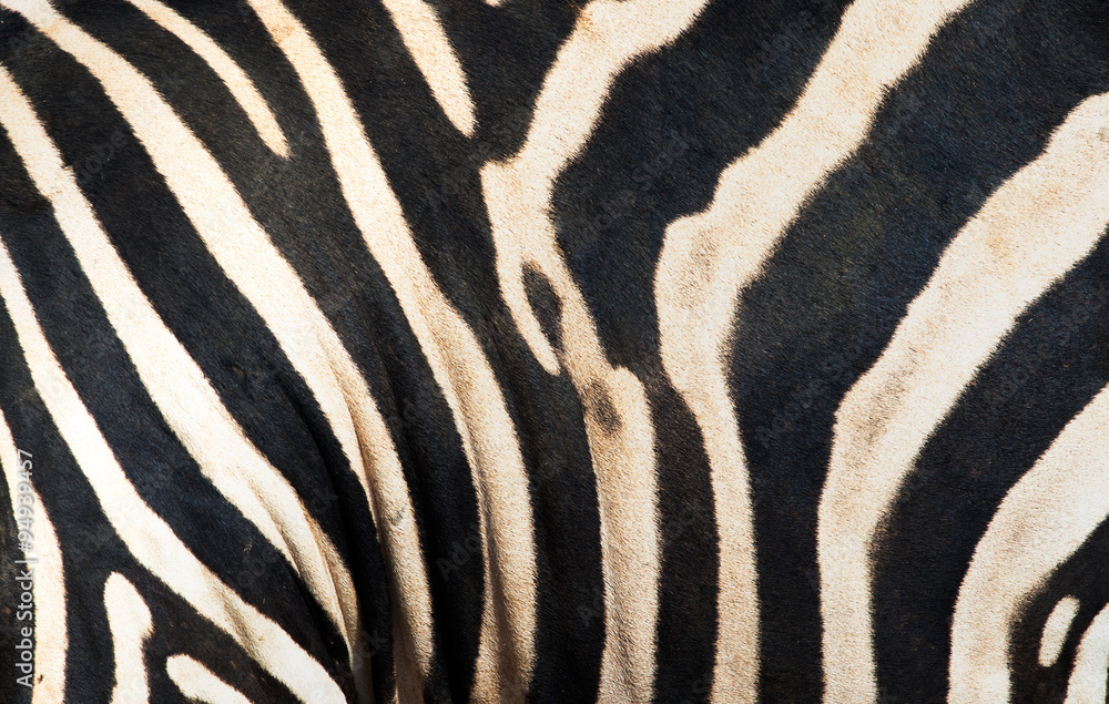 Zebra skin texture background Zebra skin texture background