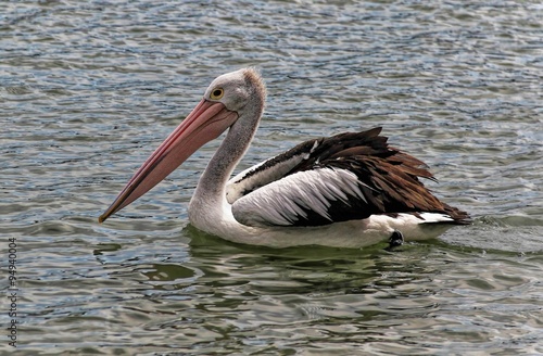 A white Australian pelican wandering in a lake. Taken in Mandurah, Australia