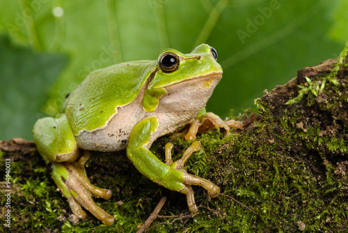 European green tree frog lurking for prey in natural environment