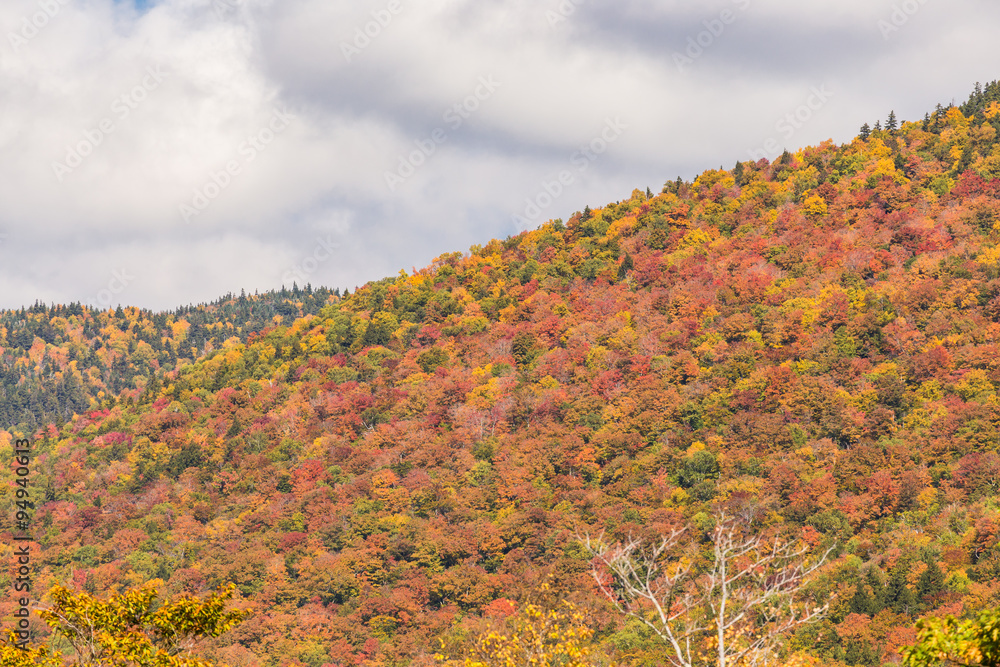 Autumn foliage in White mountain National forest, New  Hampshire