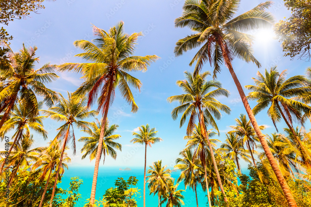 Fototapeta premium coconuts palm trees and sea