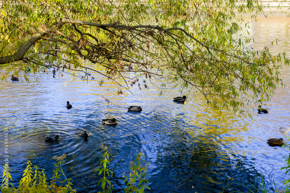 Fototapeta premium Freundschaftsinsel Potsdam im Herbst