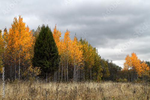 Autumn forest