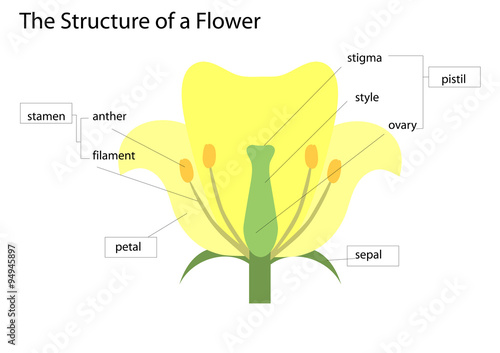 the structure of a flower