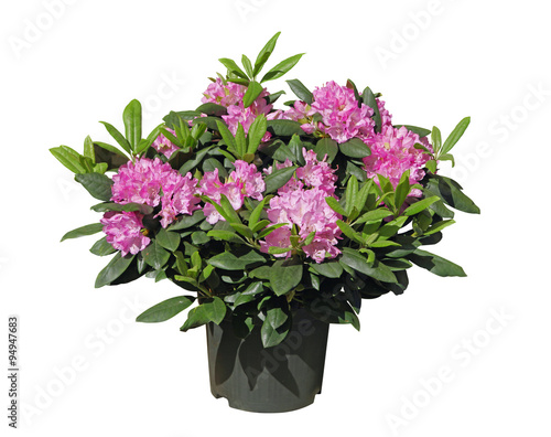 Rhododendron rose en pot photo