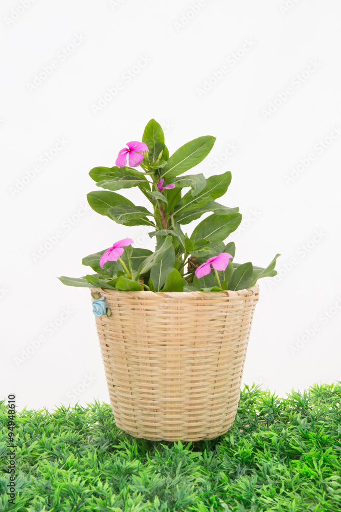 Pink flower with green leaf Pink flower with green leaf