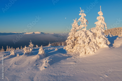 winter firs in mountain