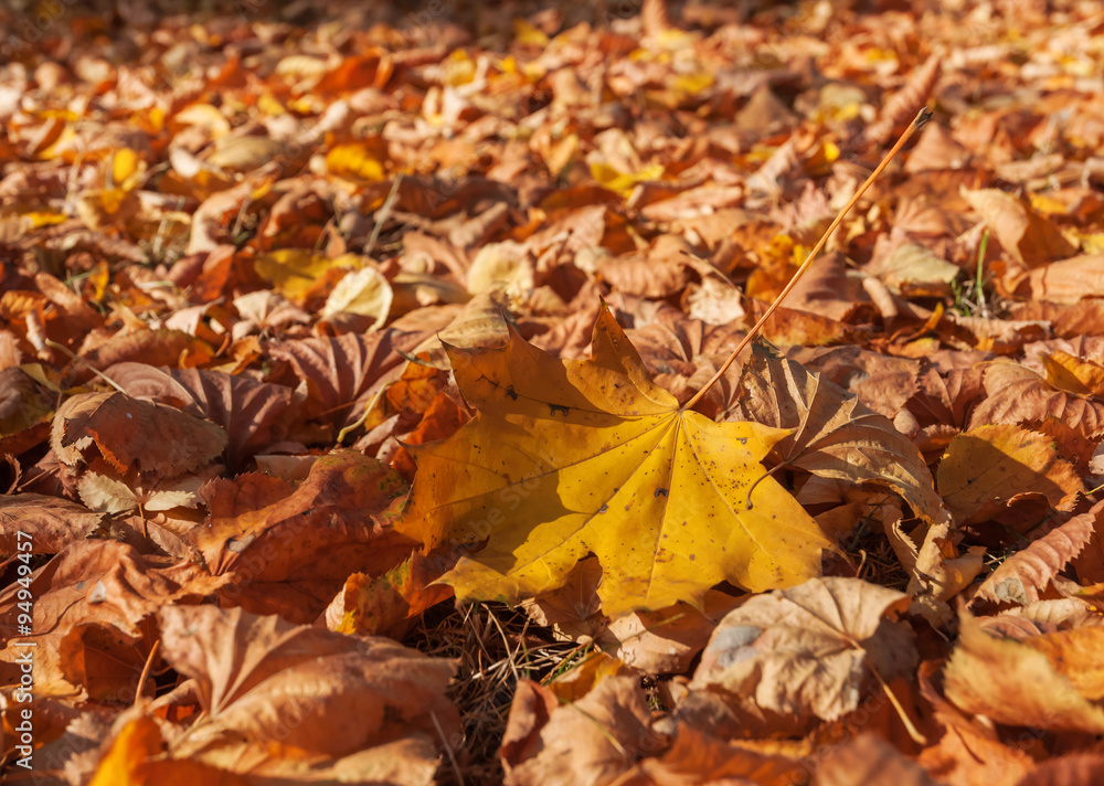 dry autumn leaves dry autumn leaves