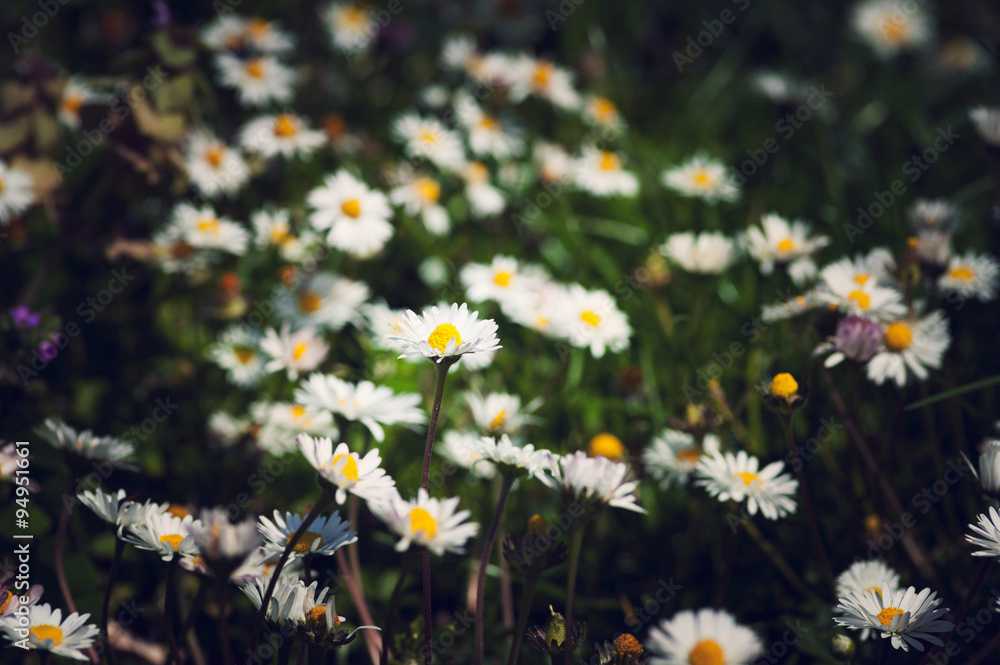 Field of daisy flowers and fresh grass Field of daisy flowers and fresh grass